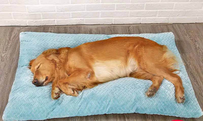 Long Warm Plush Dog Bed with Quilted Base - 4 Sizes